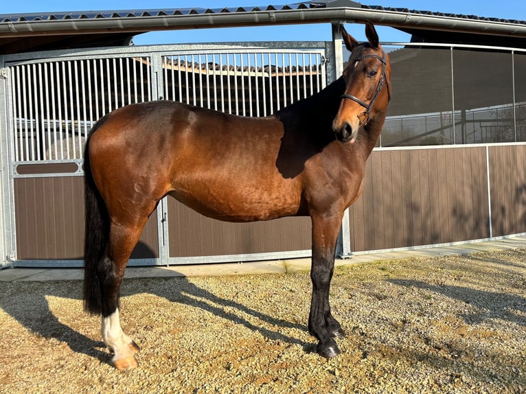 KWPN Stute 11 Jahre 170 cm Brauner in Ursel