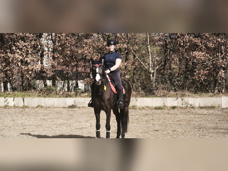 KWPN Stute 11 Jahre 170 cm Rappe in Ratingen