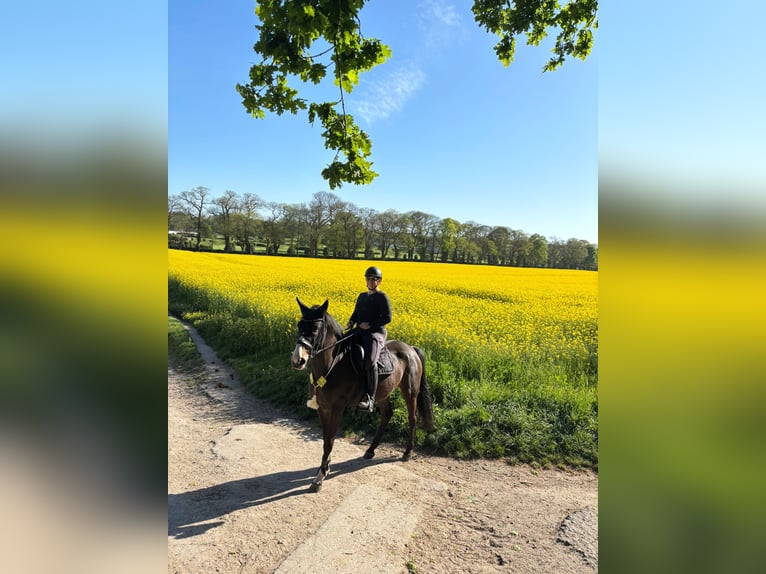 KWPN Stute 11 Jahre 170 cm Rappe in Ratingen