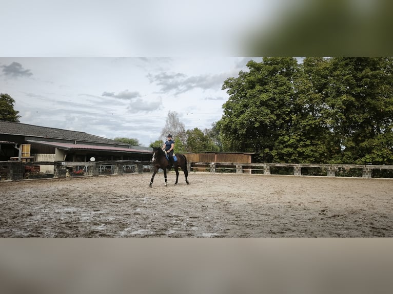 KWPN Stute 11 Jahre 170 cm Rappe in Ratingen