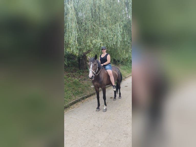 KWPN Stute 11 Jahre 170 cm Rappe in Ratingen