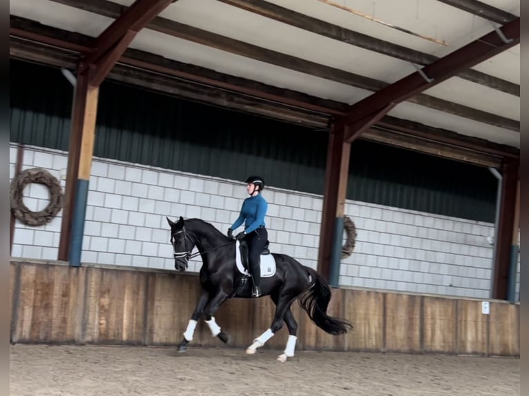 KWPN Stute 11 Jahre 170 cm Rappe in Oud Gastel