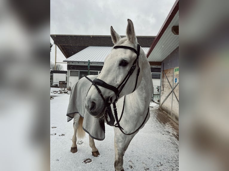 KWPN Stute 11 Jahre 170 cm Schimmel in Walldorf