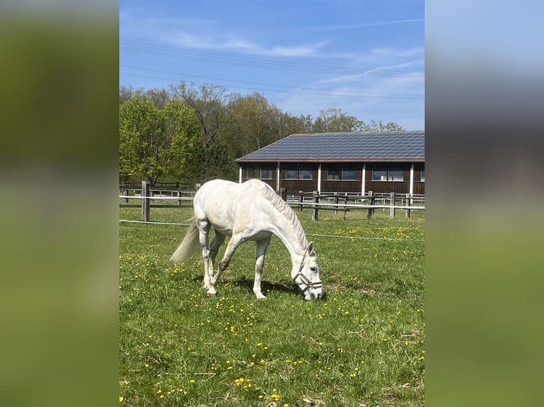 KWPN Stute 11 Jahre 170 cm Schimmel in Walldorf