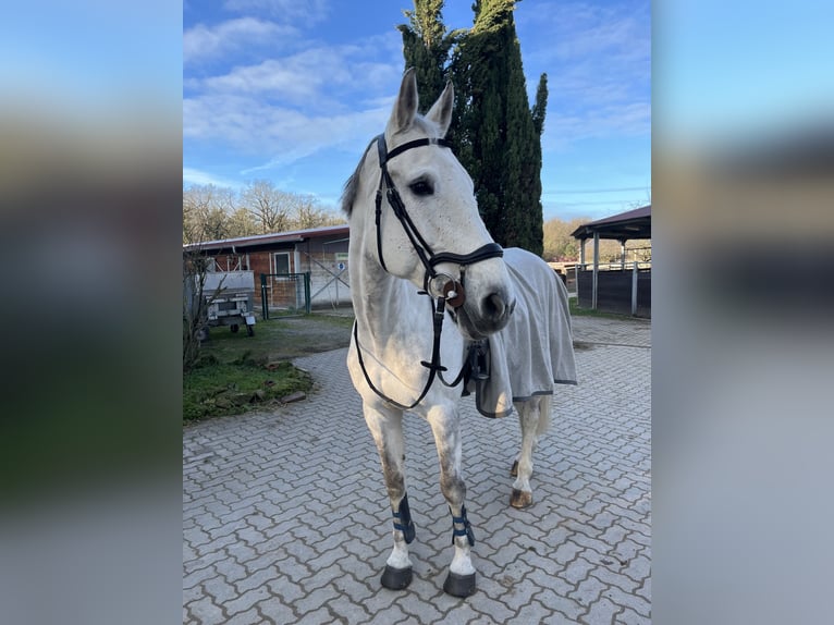 KWPN Stute 11 Jahre 170 cm Schimmel in Walldorf