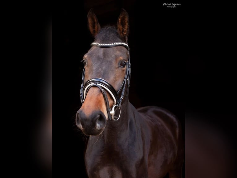 KWPN Stute 11 Jahre 172 cm Dunkelbrauner in Onze-Lieve-Vrouw-Waver