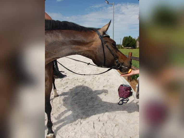 KWPN Stute 11 Jahre 172 cm Dunkelbrauner in Onze-Lieve-Vrouw-Waver