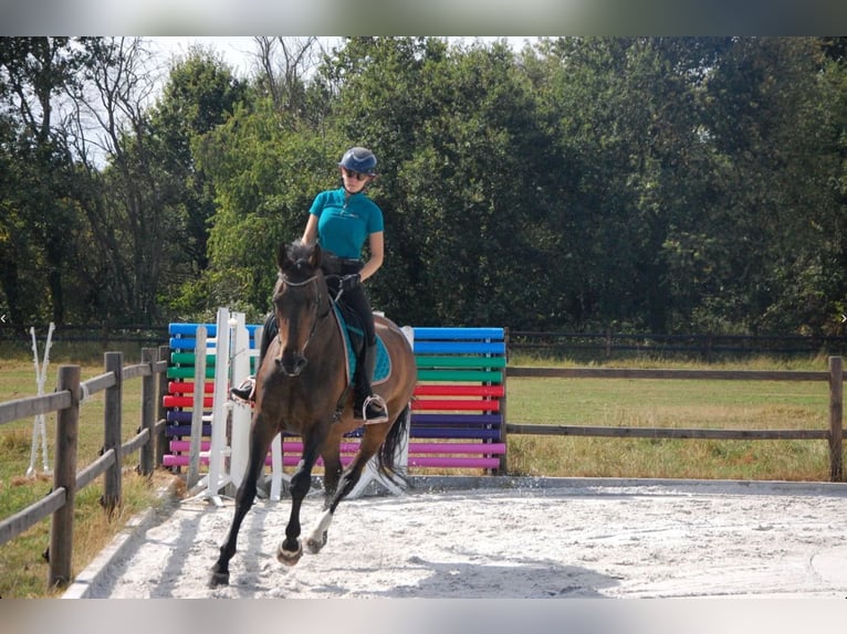 KWPN Stute 11 Jahre 172 cm Dunkelbrauner in Onze-Lieve-Vrouw-Waver