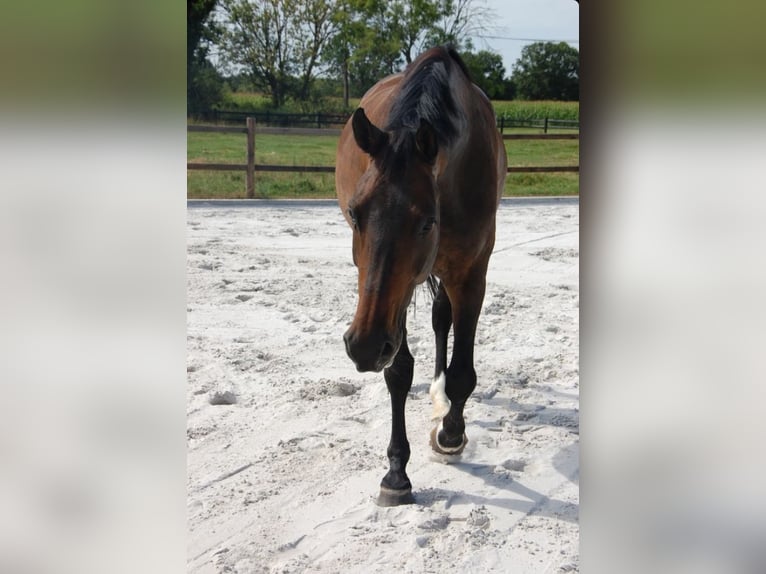 KWPN Stute 11 Jahre 172 cm Dunkelbrauner in Onze-Lieve-Vrouw-Waver