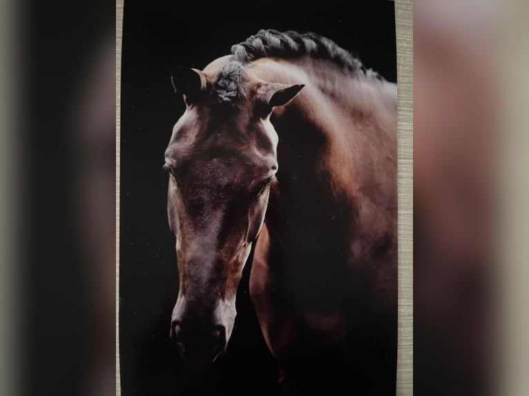 KWPN Stute 11 Jahre 172 cm Schwarzbrauner in Dordrecht KWPN Stute 11 Jahre 172 cm Schwarzbrauner in Dordrecht