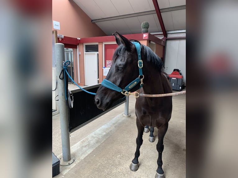 KWPN Stute 11 Jahre 172 cm Schwarzbrauner in Dordrecht