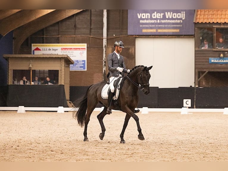 KWPN Stute 11 Jahre 172 cm Schwarzbrauner in Dordrecht