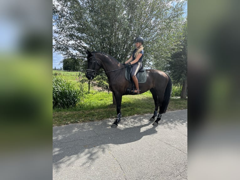 KWPN Stute 11 Jahre 172 cm Schwarzbrauner in Dordrecht