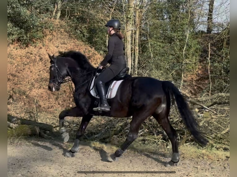 KWPN Stute 11 Jahre 172 cm Schwarzbrauner in Ratingen