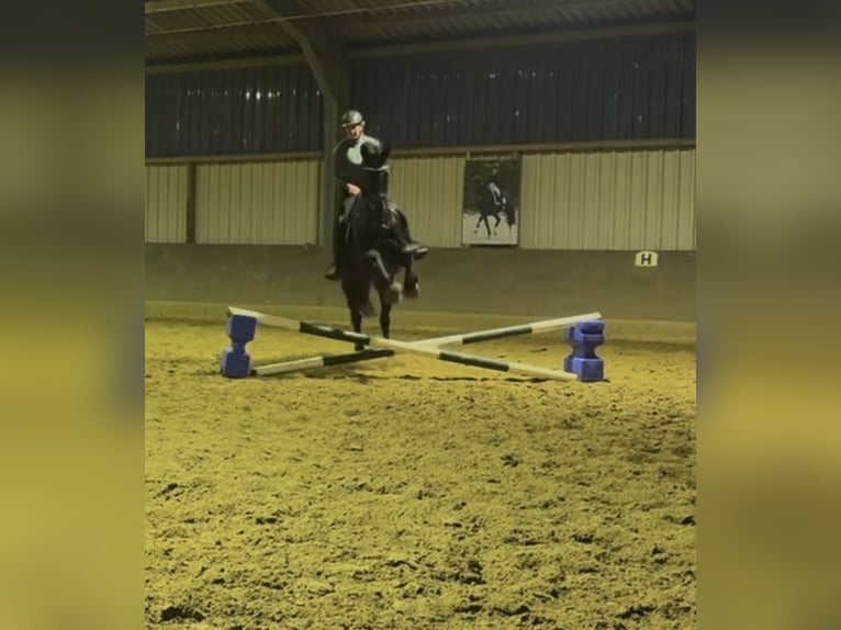 KWPN Stute 11 Jahre 172 cm Schwarzbrauner in Ratingen
