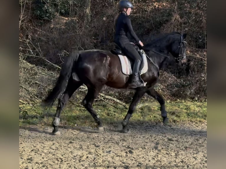 KWPN Stute 11 Jahre 172 cm Schwarzbrauner in Ratingen