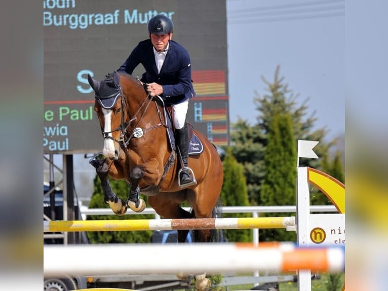 KWPN Stute 11 Jahre 173 cm Brauner in Simmershofen