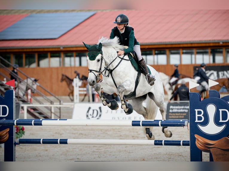 KWPN Stute 11 Jahre 173 cm Schimmel in Zruč nad Sázavou