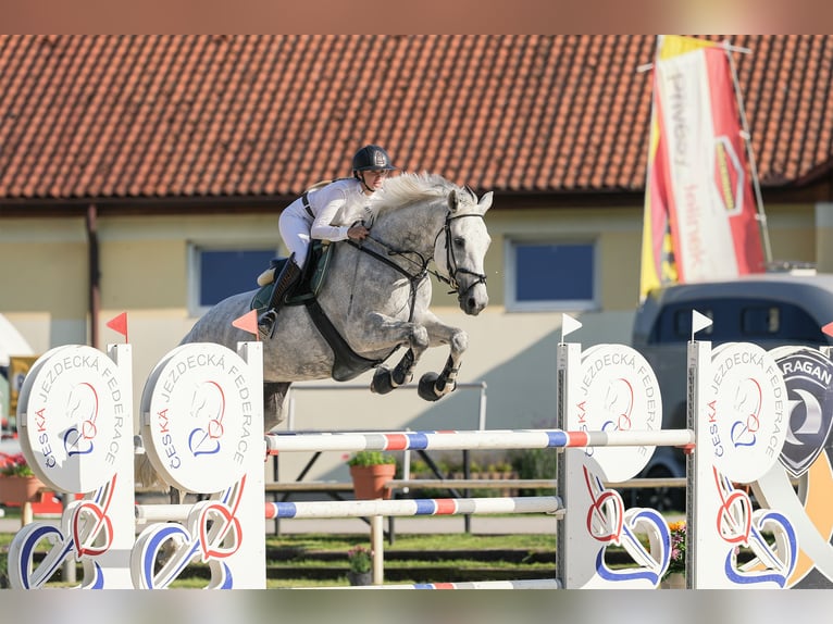 KWPN Stute 11 Jahre 173 cm Schimmel in Zruč nad Sázavou