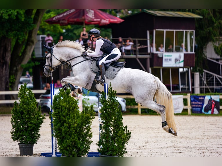 KWPN Stute 11 Jahre 173 cm Schimmel in Zruč nad Sázavou