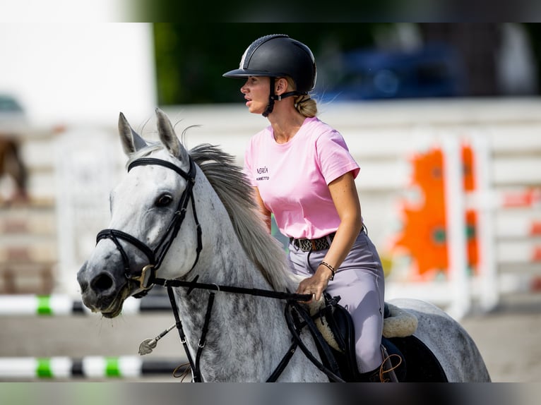 KWPN Stute 11 Jahre 173 cm Schimmel in Zruč nad Sázavou