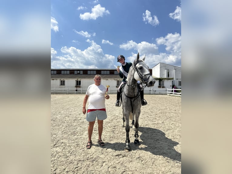 KWPN Stute 11 Jahre 173 cm Schimmel in Zruč nad Sázavou