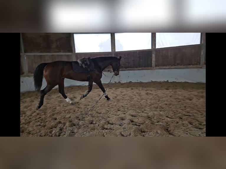 KWPN Stute 11 Jahre 174 cm Brauner in Roma KWPN Stute 11 Jahre 174 cm Brauner in Roma