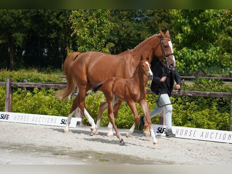 KWPN Stute 11 Jahre 175 cm Fuchs in Sint-Maartensdijk