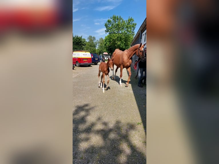 KWPN Stute 11 Jahre 175 cm Fuchs in Sint-Maartensdijk