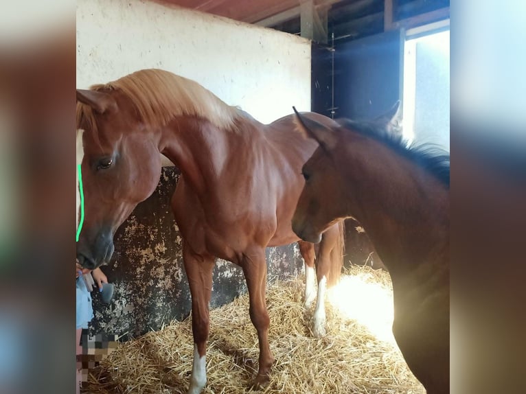 KWPN Stute 11 Jahre 175 cm Fuchs in Sint-Maartensdijk