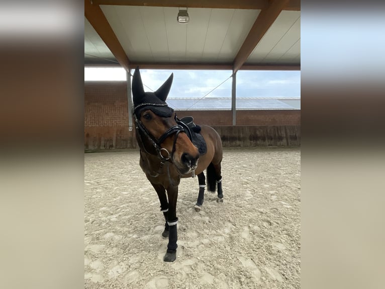 KWPN Stute 11 Jahre 176 cm Dunkelbrauner in Schwalmtal
