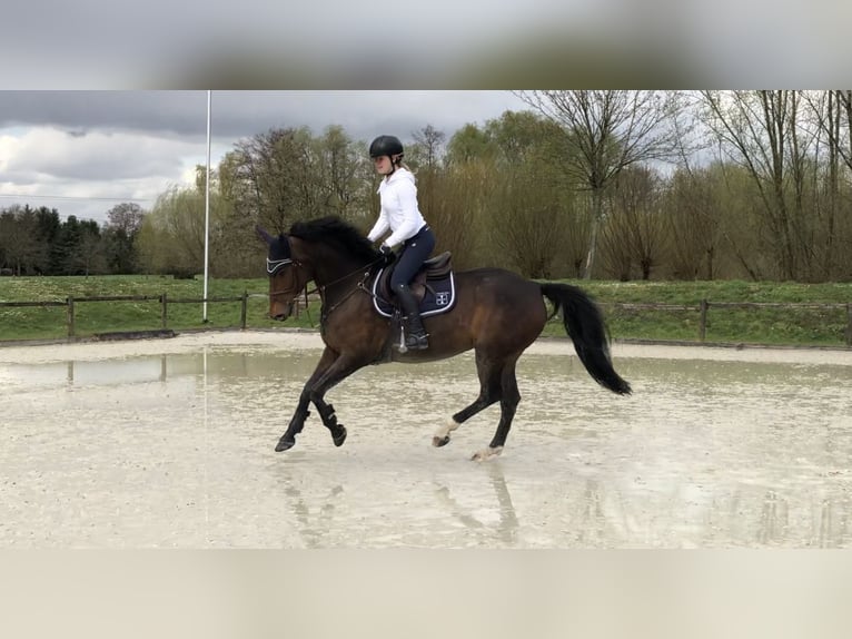 KWPN Stute 11 Jahre 176 cm Dunkelbrauner in Schwalmtal