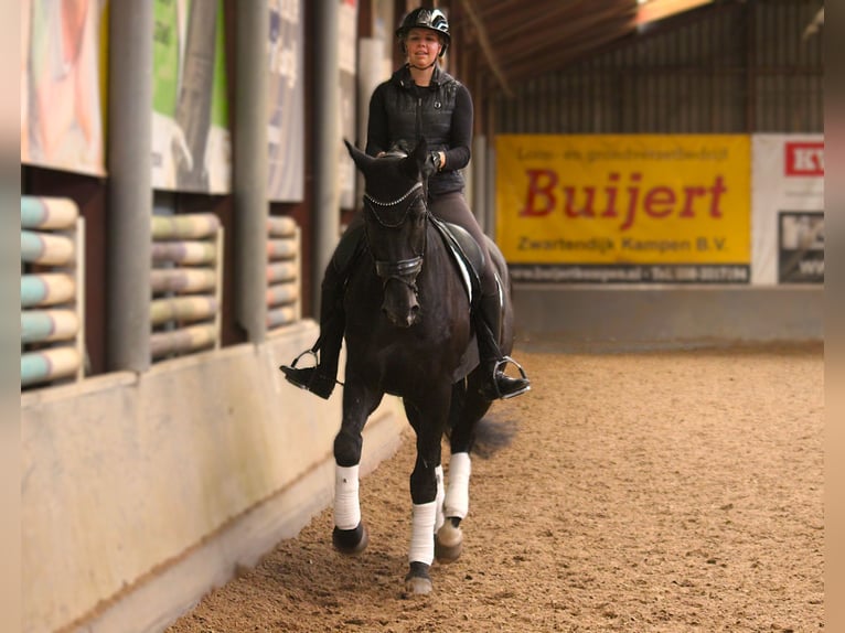 KWPN Stute 11 Jahre 178 cm Rappe in Kampen