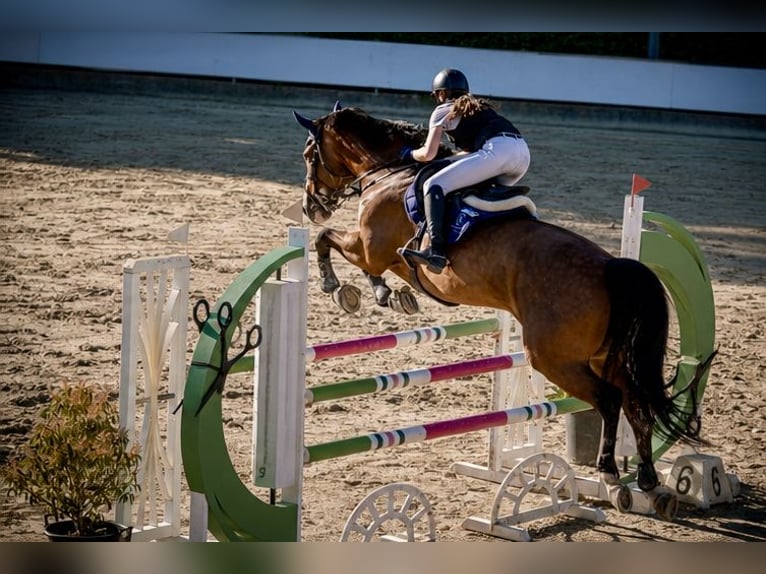 KWPN Stute 11 Jahre 179 cm Brauner in Markgröningen