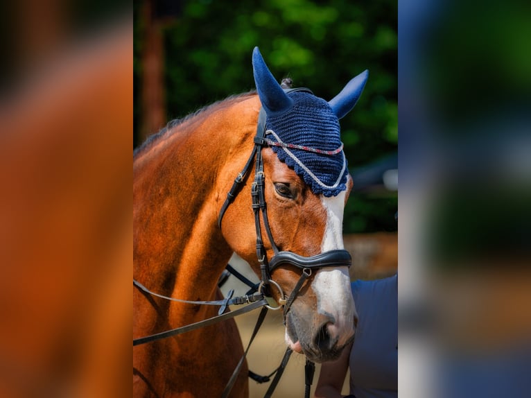 KWPN Stute 11 Jahre 179 cm Brauner in Markgröningen