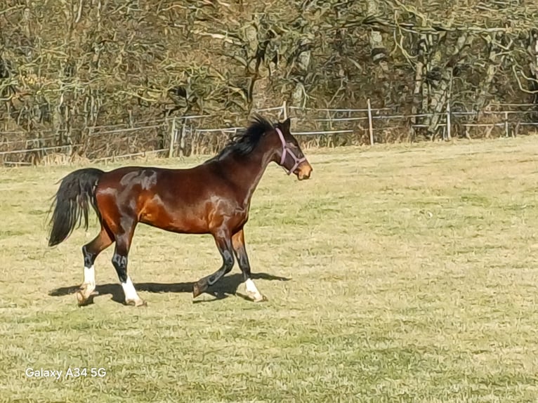 KWPN Stute 12 Jahre 155 cm Brauner in Ehrenberghilders
