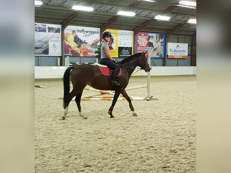 KWPN Stute 12 Jahre 157 cm Brauner in Kampen
