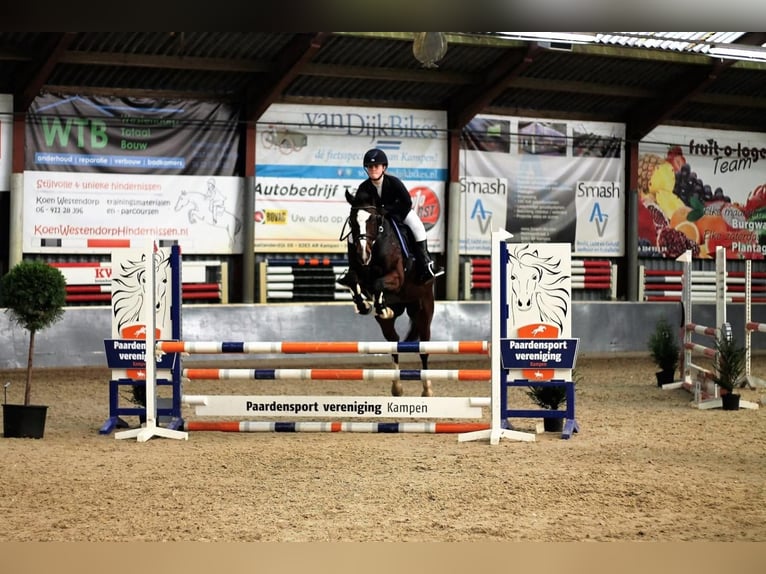 KWPN Stute 12 Jahre 157 cm Brauner in Kampen