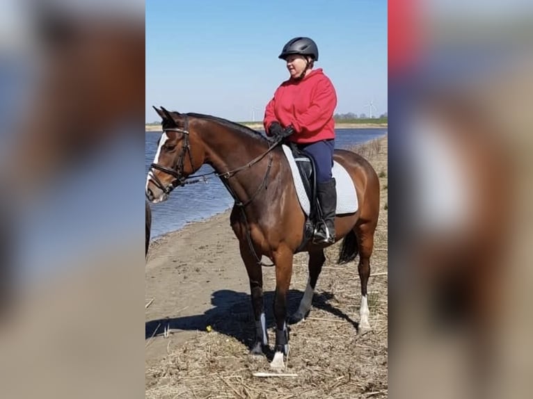 KWPN Stute 12 Jahre 157 cm Brauner in Kampen