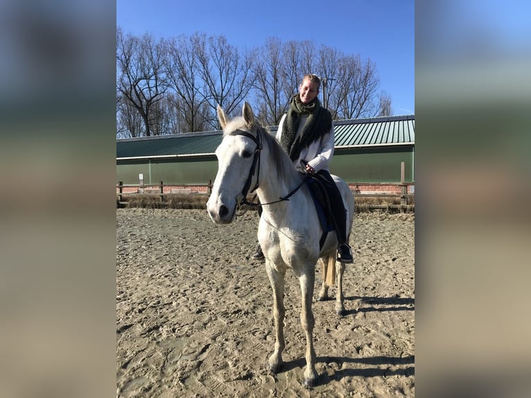 KWPN Stute 12 Jahre 160 cm Schimmel in Wommelgem