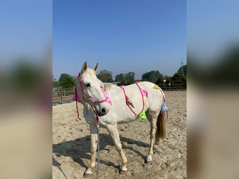 KWPN Stute 12 Jahre 160 cm Schimmel in Wommelgem