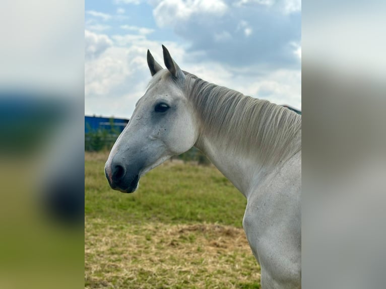 KWPN Stute 12 Jahre 160 cm Schimmel in Wommelgem