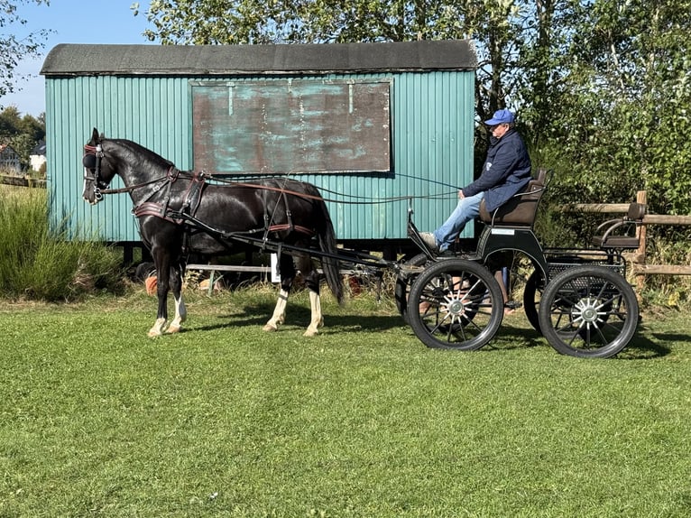 KWPN Stute 12 Jahre 162 cm Rappe in Simmerath