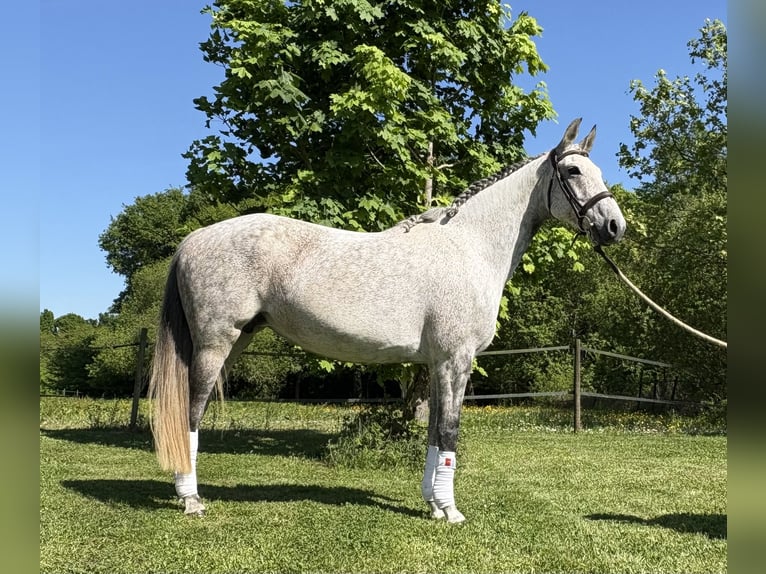 KWPN Stute 12 Jahre 164 cm Apfelschimmel in Fargues Saint Hilaire