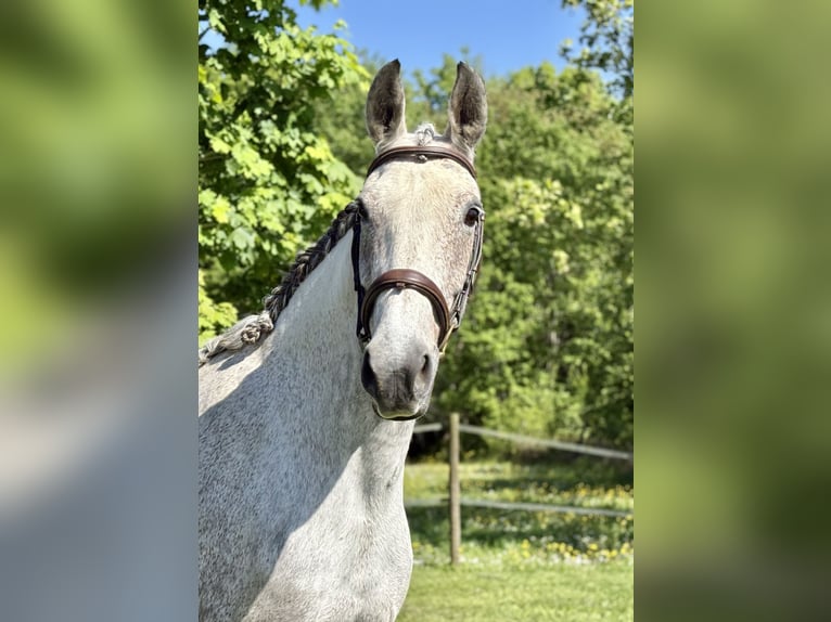 KWPN Stute 12 Jahre 164 cm Apfelschimmel in Fargues Saint Hilaire