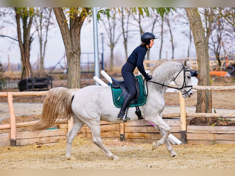KWPN Mix Stute 12 Jahre 165 cm Apfelschimmel in Gyömrő