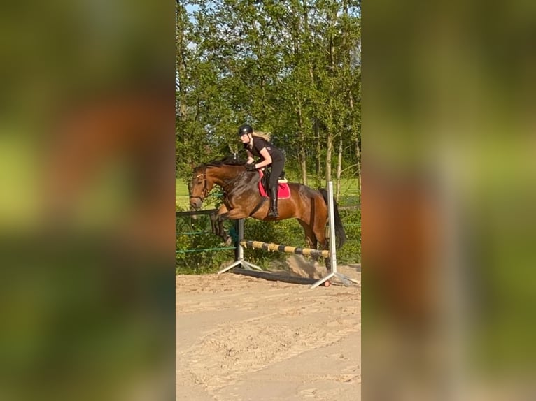 KWPN Stute 12 Jahre 165 cm Brauner in Uelsen