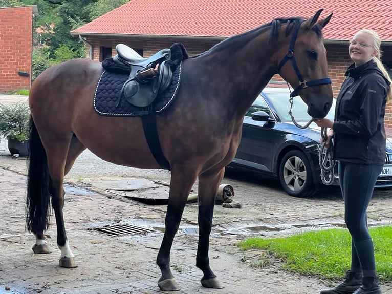 KWPN Stute 12 Jahre 165 cm Brauner in Uelsen