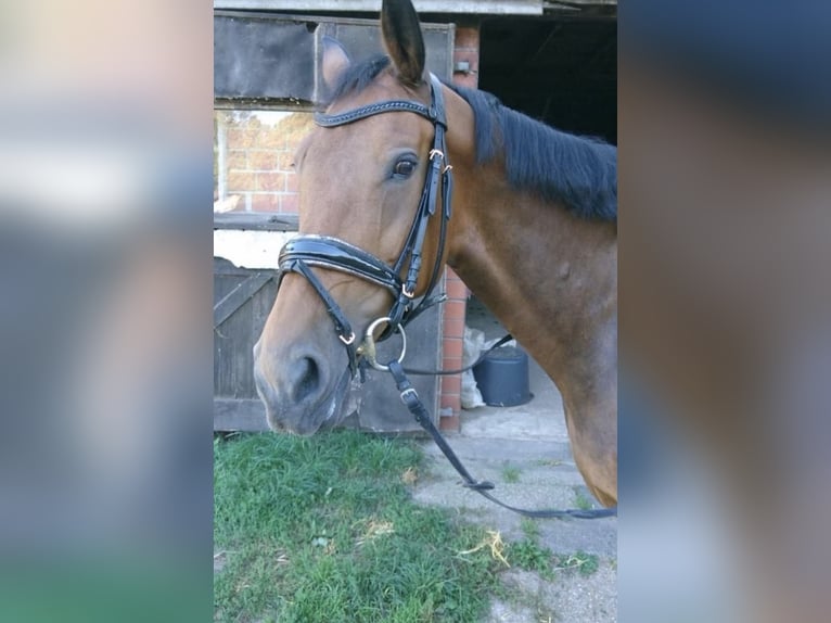 KWPN Stute 12 Jahre 165 cm Brauner in Uelsen