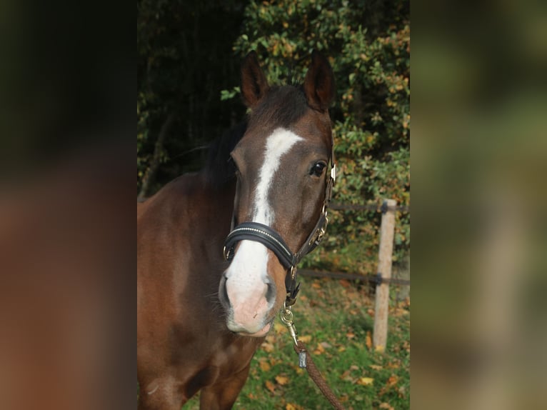 KWPN Stute 12 Jahre 165 cm Brauner in Kleve